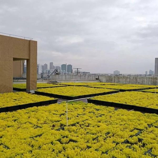 Quality Modern Green Roof Trays The Ultimate Solution for Planting Flowers and for sale