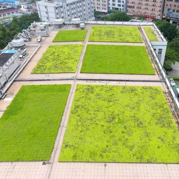 Quality Modular Green Roof Tray for Planting Systems using PP Plastic Material without for sale