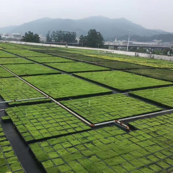 Quality Square Shape Green Roof Modules PP Plastic Material Garden Easy Installation for sale