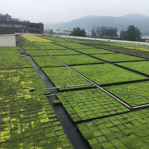 Quality Square Shape Green Roof Modules PP Plastic Material Garden Easy Installation for sale