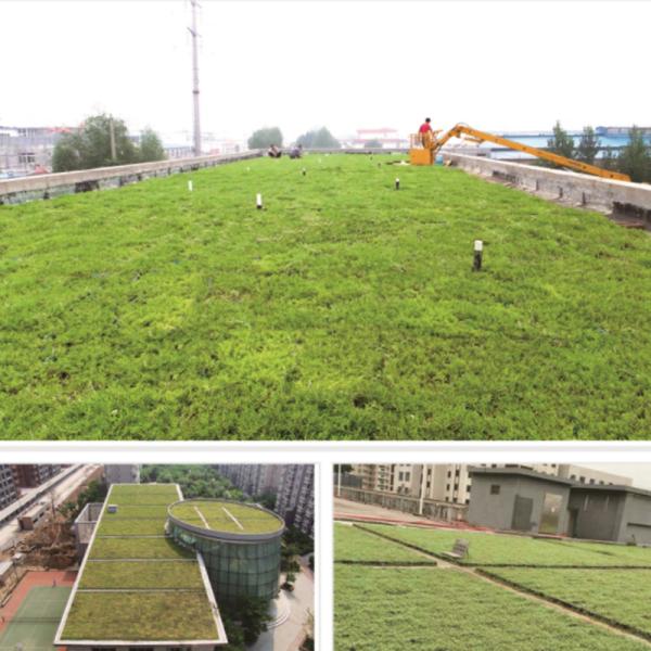 Quality Eco-friendly Sedum Green Roof Modular Tray System for Planting Flowers and for sale