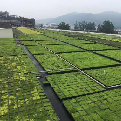 Quality Plastic Green Roofs Rectangle Garden Tray 500x500mm for 4 Square Units and for sale