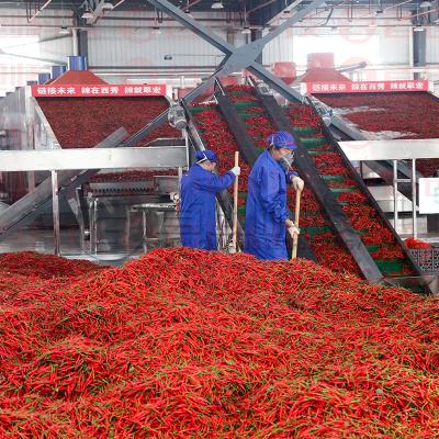 Cina 10 Tons Capacity Chili Drying System Pepper Mesh Belt Dryer Automatic OEM in vendita