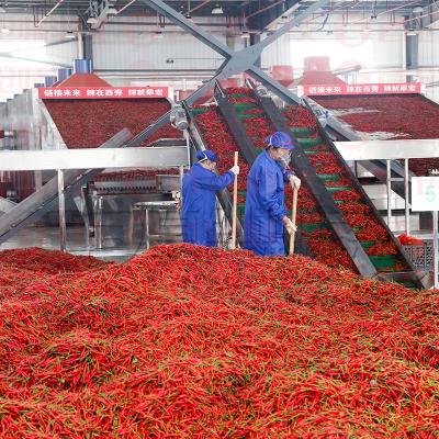 China Hot Pepper Drying Processing Line Automatic Chili Dryer Machine For Vegetable Fruit for sale