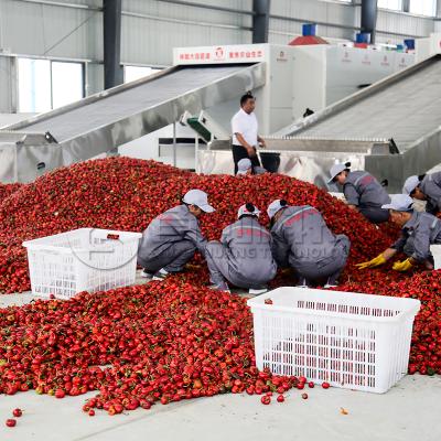 China High Performance Hot Pepper Chili Drying Line Automatic Chili Dryer Machine Industrial for sale
