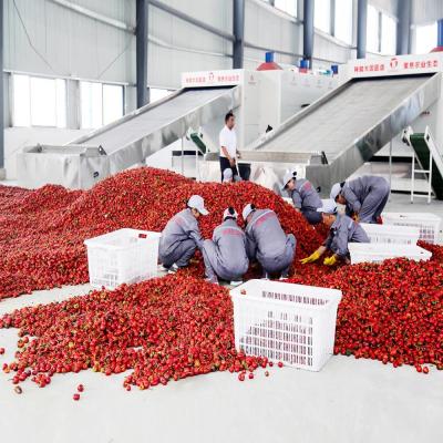 中国 SUS304網ベルトの脈拍のエア・サプライの唐辛子より乾燥した機械企業の農産物のドライヤー 販売のため