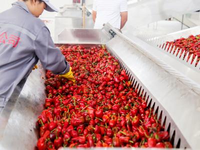 中国 SGSのフルーツの赤いナツメのGojiの果実連続的なベルトより乾燥した機械大容量 販売のため