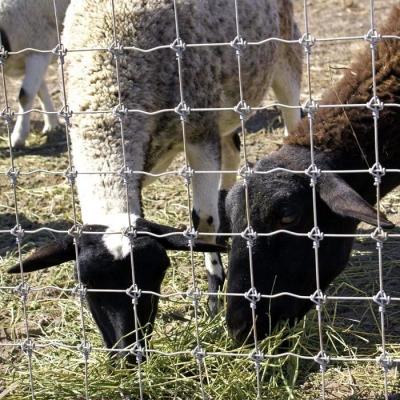 中国 1高さ0.8m 羊飼いのワイヤーメッシュフェンス 熱浸し 抗腐食 販売のため