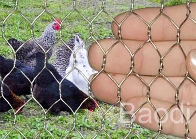 China Stainless Chicken Wire Fabric For Rabbit Protection , Low Carbon Steel Chicken Yard Fence  for sale