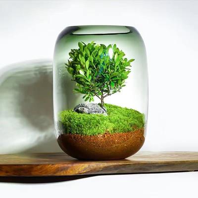 China Succulent Air Planter Fern Moss Moss Micro-Landscape Vase for Home Garden Office Tabletop Decoration Container for sale