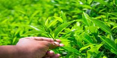 Verified China supplier - Excellent Health Products Co.,Ltd