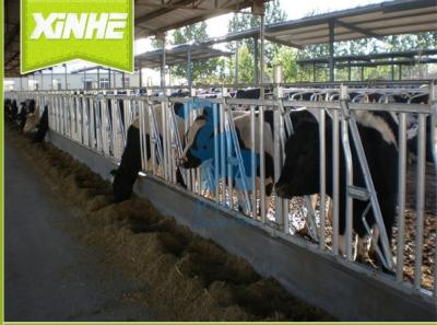 China Galvanized Surface Cattle Headlock Feeder , 5 Head Opening Cattle Crush Head Lock for sale
