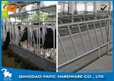China Individually Feeding Dairy Cow Headlock Stockade Plate Length 8 Meter for sale