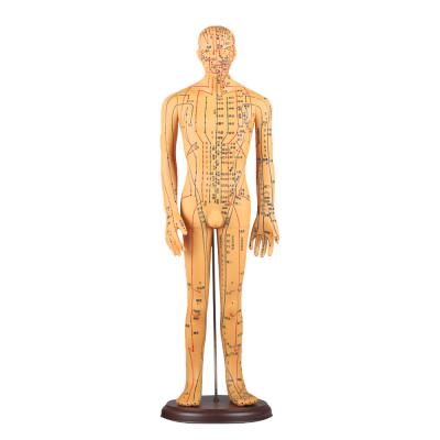 China Modelo meridiano de la acupuntura del cuerpo del modelo de la acupuntura china de Acupoint los 50cm en venta