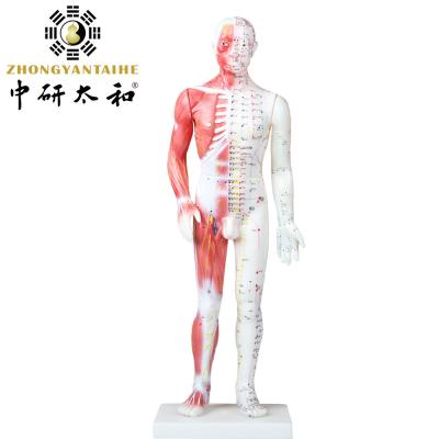 China Chinese Acupuncture Body Model With Muscles 60/85/170cm for sale