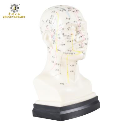 China Eco Friendly 20cm Head Acupuncture Body Model Without Effusion Liquid for sale