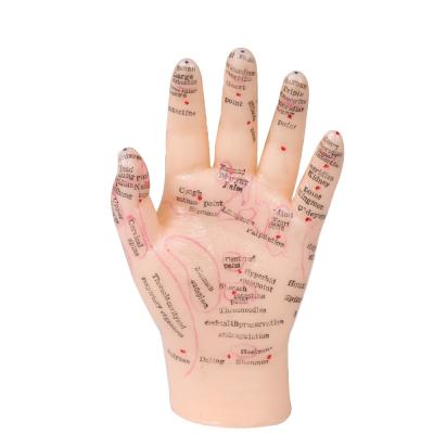 China 13cm Hand Acupuncture Point Model Chinese Acupuncture Teaching Model PVC for sale