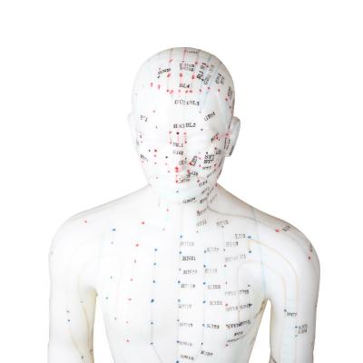 Chine certificat masculin de Human Body GMP de modèle d'acuponcture de point de 50cm à vendre