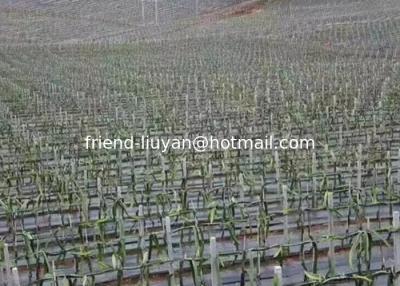 Chine 100 gm Respiration Couverture de sol en polypropylène Humidité du sol Pp Tissu tissé à vendre