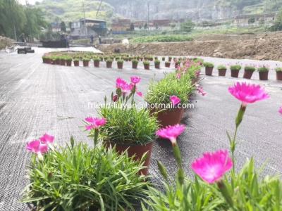 Chine Couverture de sol anti-herbe moderne de 120 grammes en tissu couverture de sol en PP traité par UV à vendre