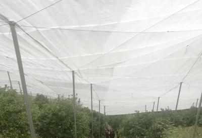 중국 백색 농산물 해충 방지 망 40 망 1m - 4m UV 저항 판매용