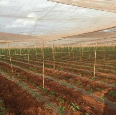 China HDPE 5000S Agricultura Red de insectos 50m 100m Resistente a los rayos UV en venta