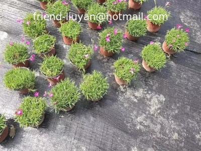 Chine 90 gm 120 gm Tissu polypropylénique simple couverture de sol à l'épreuve des mauvaises herbes couverture de sol à vendre