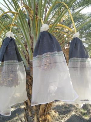 中国 ホワイト・ジュジュベ・デイト 収集網袋 モロッコ 紫外線防止HDPE網袋 販売のため