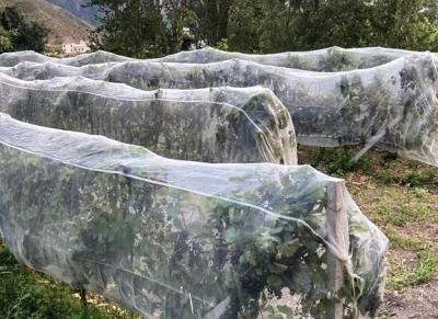 China Proteção UV Agricultura Rede de insetos Jardim de frutos Rede de insetos Garrafa de alta densidade Serra Rede de insetos à venda