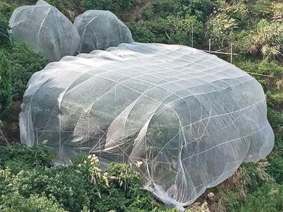 China Agricultura de alta densidad Red de insectos 50 gm Capa de plantas Red de 60 mallas Vegetales blancos en venta