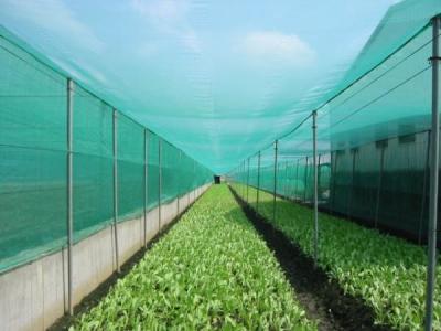 중국 녹색 색상 UV 저항 농장 곤충 망 30 망, 항 곰팡이 창문 스크린 판매용