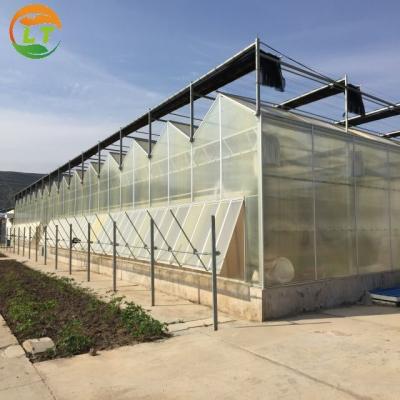 China Venlo Polycarbonate Greenhouse for Flower and Vegetable Growing in Customized Color for sale