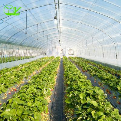 China Hydroponic Greenhouse Strawberry Length 30-100m Suitable for Vegetable Fruits Flowers for sale