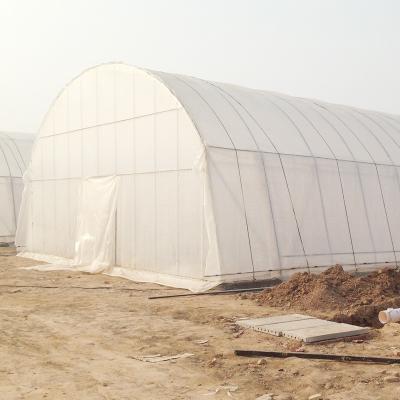 China Stable Structure Agricultural and Commercial Tunnel Greenhouse for sale