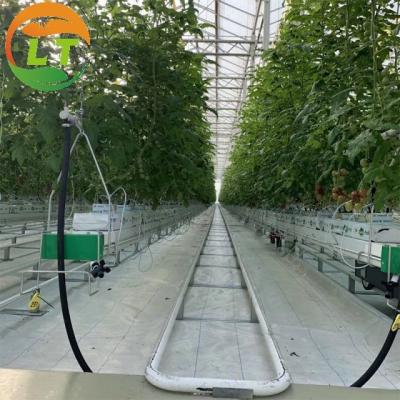 China Top Ventilation Glasshouse Greenhouse Sides Top Film Covered for sale