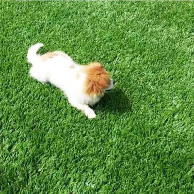 China Low Maintenance Premium Green PE Artificial Grass For Pet Dog Training for sale