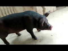 Custom Made MINI  Cute Piggy Realistic Animals Silicone Wax Sculpture