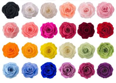 China El ODM 60+ del OEM colorea las rosas preservadas reales para el día de tarjetas del día de San Valentín en venta