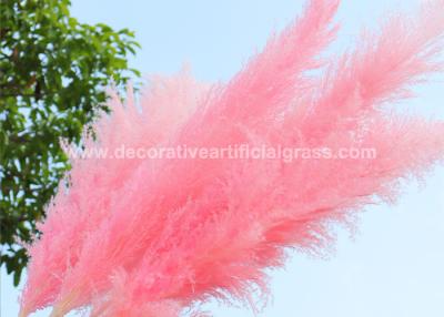 China 30cm 45cm 50cm Preserved Fresh Flowers Pampas Grass Natural Dried for sale
