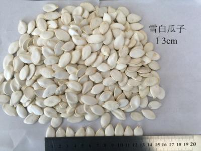 China 99% Purity Roasted Pumpkin Seed for sale
