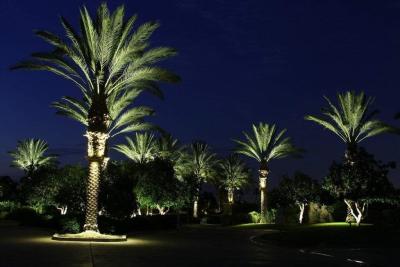 China Energieeinsparende LED-Leuchte 48W-72W LED-Palmbaum im Freien zu verkaufen