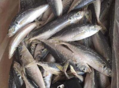 China HIGH QUALITY SEAFOOD 90-100% N.W.SMALL EYE SCAD ROUND SCAD FISH for sale