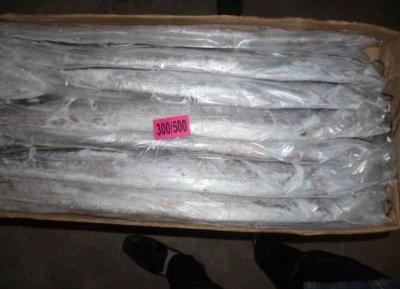 China Fresh frozen seafood Ribbon fish good quality for sale