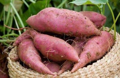 China china food hot sale china fresh red sweet potato for sale