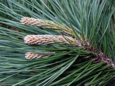 China Pine needle extract, Pinus leaf extract, 10:1 TLC, natural antioxidant property, Anti-wrinkle, skin care, manufacturer for sale