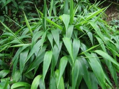 China Lophatherum Gracile Extract, Common Lophatherum leaf extract, 10:1 TLC, Chinese Manufacturer, hifh quality for sale
