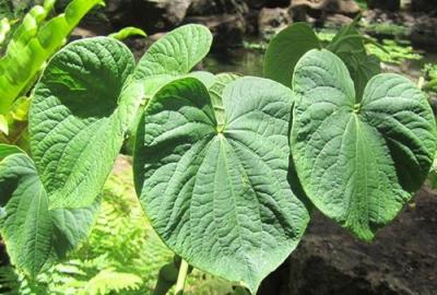 China Kava Extract, Kavalactones 30%, CAS No.: 9000-38-8, natural ingredient for insomnia relief, Shaanxi Yongyuan Bio-Tech for sale