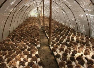 China Mushroom Extract Series, Grifola Frondosus extract, Maitake Extract Powder, Maitake Mushroom Extract，Yongyuan Bio for sale