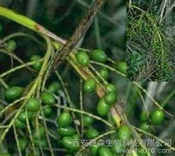 China Saw Palmetto Extract, Fatty Acids, USP Standard, 11 peaks, Serenoa repens Extract. Yongyuan Bio for sale