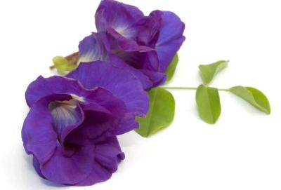 China Butterfly pea Extract, Butterfly pea flower Powder, Butterfly tea pea Powder, Clitoria ternatea extract for sale